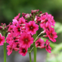 PRIMULA Japonica (Primevère japonaise)