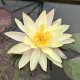 NYMPHAEA (Nénuphar) Odorata 'Sulphurea'