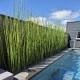 EQUISETUM Japonicum