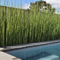 EQUISETUM Japonicum