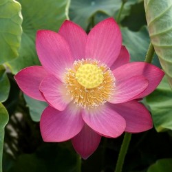 NELUMBO (Lotus) 'Yimeng Red'