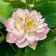 NELUMBO (Lotus) 'Rosea Plena'