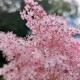 FILIPENDULA Rubra 'Venusta' (Reine des Prés)