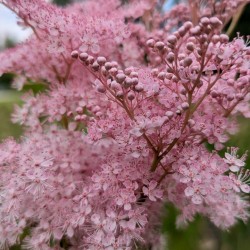 FILIPENDULA Rubra 'Venusta' (Reine des Prés)