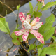 ANEMOPSIS Californica (Queue de lézard)