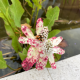 ANEMOPSIS Californica (Queue de lézard)