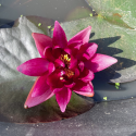 NYMPHAEA (Nénuphar) 'Atropurpurea'