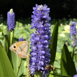 PONTEDERIA Cordata