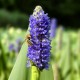 PONTEDERIA Cordata