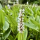 PONTEDERIA Cordata 'White Pike'