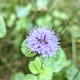 MENTHA Aquatica (Menthe)