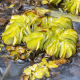 PISTIA Stratiotes (Laitue d'eau Araceae)