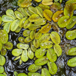 SALVINIA Natans (Fougère flottante)