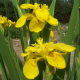 IRIS Pseudacorus 'Flore Pleno'