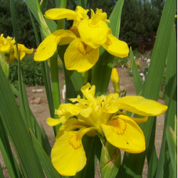 IRIS Pseudacorus 'Flore Pleno'