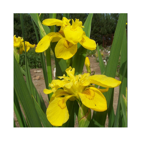 IRIS Pseudacorus 'Flore Pleno'