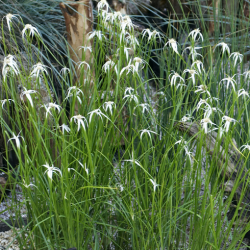 DICHROMENA Colorata (Danseuse étoile)