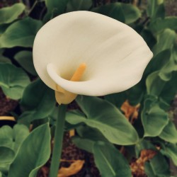 ZANTEDESCHIA Aethiopica (Arum)