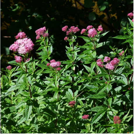 EUPATORIUM Cannabinum