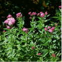 EUPATORIUM Cannabinum