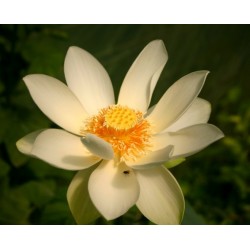 NELUMBO Nelumbonaceae Lotus lutea Flavescens