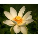 NELUMBO (Lotus) 'Lutea Flavescens'