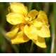 IRIS Iridaceae pseudacorus Flore Pleno