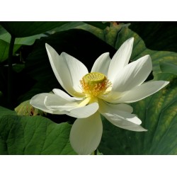 Lotus nucifera Alba Grandiflora
