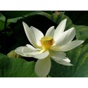 NELUMBO (Lotus) 'Alba Grandiflora'