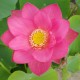 NELUMBO Nelumbonaceae Lotus Hong Xia