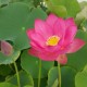 NELUMBO Nelumbonaceae Lotus Hong Xia