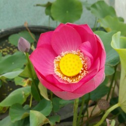 NELUMBO (Lotus) 'Yimeng Red'