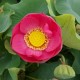 NELUMBO Nelumbonaceae Lotus Yemen Red