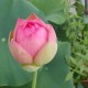 Lotus nucifera Pekinensis Rubra