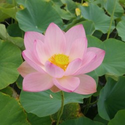 NELUMBO (Lotus) 'Kermesina'