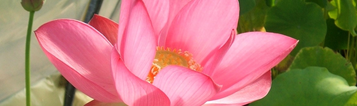 plante aquatique lotus